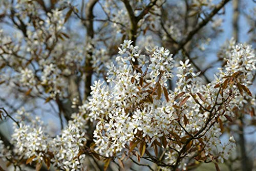Amelanchier lamarckii 60–100 cm – Winterhart, Mehrjährig, Pflegeleicht – Kupfer-Felsenbirne – Heckenpflanze für Garten & Sichtschutz