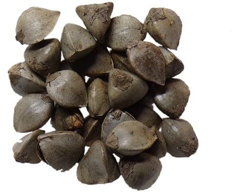 Sarrasin Bio Sarrasin - 40 grammes - Fagopyrum Esculentum (Engrais Vert) SEM06