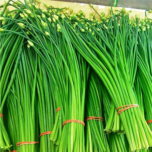 Lattuga Iceberg - geränderte Foglie Rosse - Rouge Grenobloise - Circa 1000 Semi