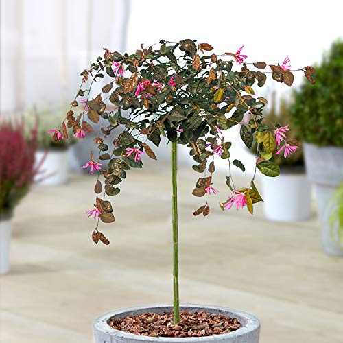 Loropetalum 'Chinesischer Feuertanz' Baum | Immergrüne Terrassenpflanze für kleine Gärten (3L, 2-3 Fuß)
