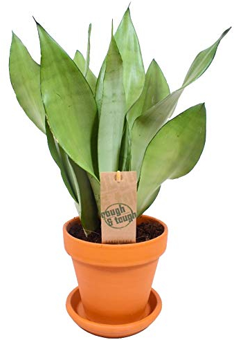 Sansevieria Moonshine Schlangen Pflanze für Zuhause oder das Büro (30-40cm mit Topf)