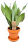 Sansevieria Moonshine Schlangen Pflanze für Zuhause oder das Büro (30-40cm mit Topf)