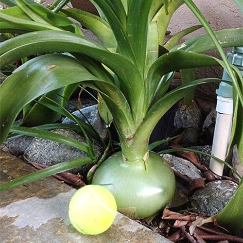 PERZOE 50 piezas de semillas de cebolla grande, reliquia española, huerta, bonsái, planta de jardín de granja