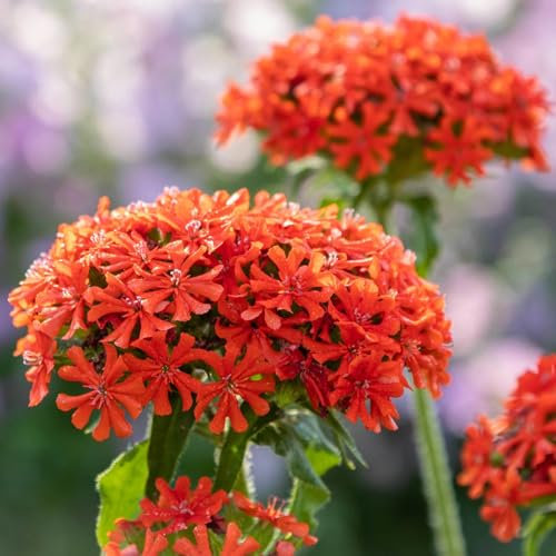 Bio Brennende Liebe rot, Topf 9x9 cm, 3 Pflanzen