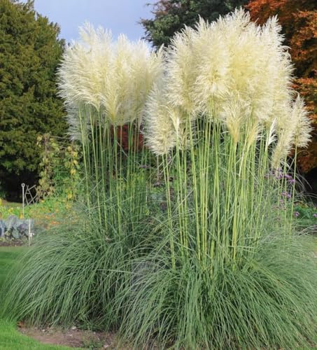 Direct Plants 3X 3-4ft Extra Large White Pampas Grass Large Plants in Pots