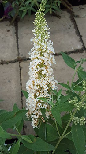 Zwerg-Schmetterlingsstrauch Buddleja Buzz Ivory 30-40 cm im 3 Liter Pflanzcontaier