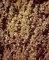 ASTONISH Pacchetto semi: Semi - Semi santoreggia
