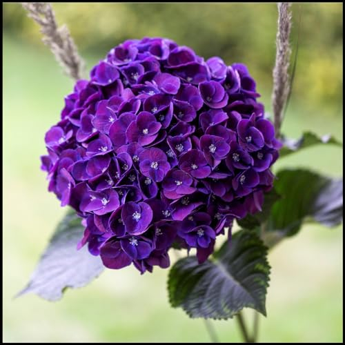 Hydrangea pflanzen zwiebeln,winterharte pflanzen,locken Bestäuber an,wachsen schnell,osiria rose pflanze,Stauden,lila rosen winterhart,blumenzwiebeln mehrjährig winterhart.-5zwiebeln-B