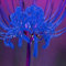 Spinnenlilie zwiebeln,Winterharte,Spinnenlilie,lycoris blume,spinnenlilie deko,lycoris radiata blumenzwiebeln winterhart,lycoris radiata,spinnenlilien mehrjährig pflanzen.-2zwiebeln-F