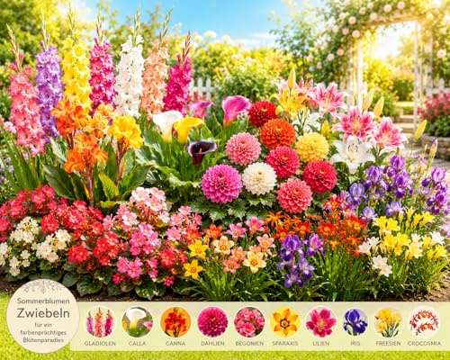 Sommerblumen Blumenzwiebeln Mehrjährig Winterhart, bunte Blütenpracht. Echte Pflanzen aus Holland, kein Samen, für Garten & Töpfe. Dahlien Gladiolen Calla Freesien Lilien Mischung (50, Sommer Mix)