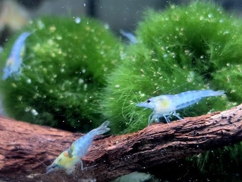 10x Aquarium Garnelen wählbar – Zwerggarnelen Neocaridina – groß ca. 2 cm, geschlechtsreif & zuchtgeeignet – intensiv gefärbt – & Amanos (10x Blue Jelly (Gross ca 2cm))