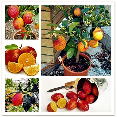 Portal Cool 20 Samen Seltene Rote Zitrone Samen Baum Obst Dekor Pflanzen Hausgarten Bonsai-Topf