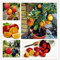 Portal Cool 20 Samen Seltene Rote Zitrone Samen Baum Obst Dekor Pflanzen Hausgarten Bonsai-Topf