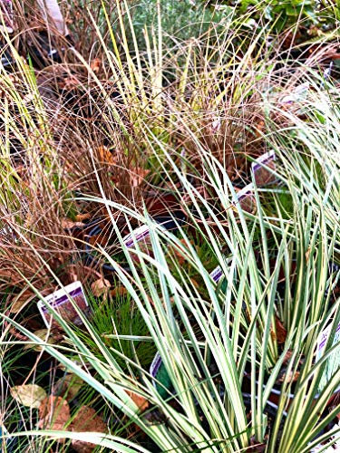 6 x Selection of Mixed Ornamental Grasses (Young Transplants) Free UK Delivery