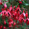 GardenersDream Fuchsia Riccartonii Plant - Outdoor Garden Ready Hardy Shrub - Beautiful Upright Flowering Shrub in Pot - Outdoor Plant for Gardens, Containers, Beds and Borders (20-40cm, incl. 3L Pot)