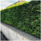 10 Leyland Cypress/Green Leylandii 20-30cm in 9cm Pots, Evergreen Hedging Plants 3fatpigs®
