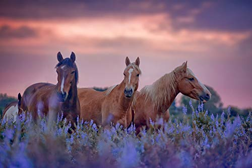 VLIES Fototapete-250x186 cm-PFERDE-(PF4153)-Tiere Pferde Wildpferd Landschaft Natur Gebirge Wandbild Wandtattoo Poster Dekoration