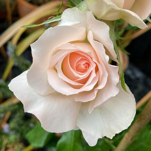YouGarden Harkness Roses Gift Wrapped Michelle's Rose, 1 x 4 Litre Potted Hybrid Tea, Champagne Apricot Strong Scent, Ready To Plant Garden Shrub