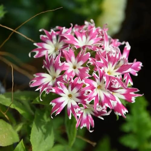 500 piezas Semillas de flox resistentes Comprar semillas de Phlox, semillas de Phlox de alfombra Semillas de Phlox - Gancho Phlox Drummondii Semillas de cobertura del suelo Phlox Semillas