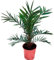 Palmera Phoenix Canariensis - (Altura 50 Cm aprox) -Palmera Natural Canaria - Palmera de Interior y Exterior - Planta Viva