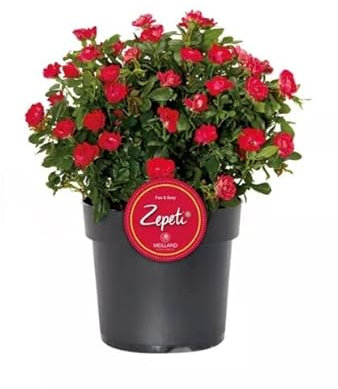 Rosal Meilland Zepeti - Haz Que tu Jardín Florezca con Esta Planta Viva - Flores Rojas