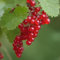 RIBES ROSSO Jonkheer Van Tets Snoeien FRUTTI DI BOSCO ROSSI vaso18 FOTO REALE AMDGarden