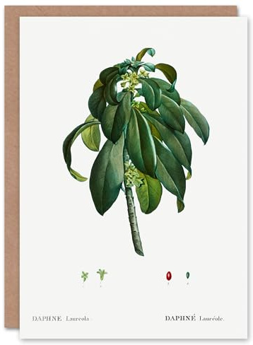 Artery8 Pierre-Joseph Redouté Art Card Spurge Laurel Vintage Botanical Illustration