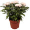 Crisantemo Planta Natural con Flor Chrysanthemum Flor de Todos los Santos