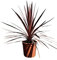 Tropictrees Cordyline Australis Red Star 75 cm