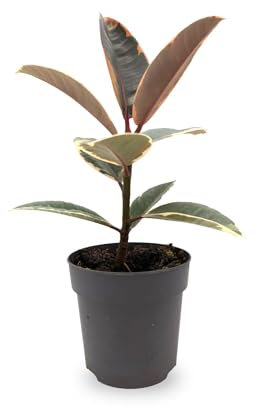 Ficus Belize | Rubber Plant 25cm (11cm Nursery Pot)