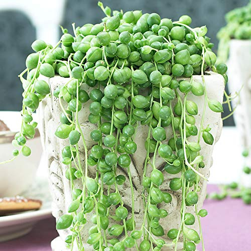 1 x Suculenta Senecio Rowleyanus de interior | Planta de hogar u oficina en maceta de 20-30 cm