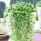 Senecio Rowleyanus Sukkulente Zimmerpflanze | 20-30 cm Topfpflanze fürs Zuhause oder das Büro