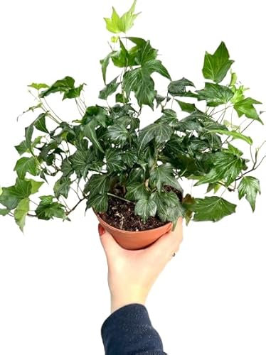 Hiedra Natural Resistente Planta Colgante Perfecta para el Hogar o la Oficina