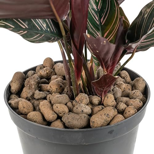 Cost Wise Clay Pebbles for Plants Pebbles & Hydroponics - LECA Clay Ball, Indoor & Outdoor,3 sizes,pack size 1-20l (8-16mm x 1 litre)