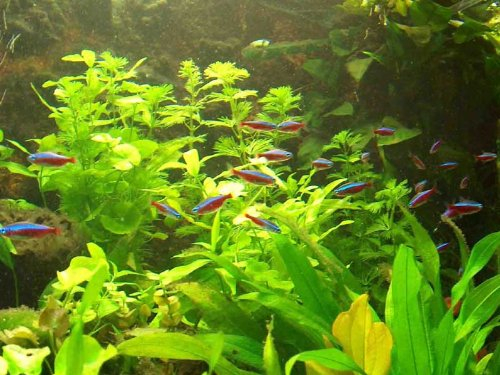 XXL Südamerika Aquarienpflanzen Set für 500-600 Liter, Wasserpflanzen