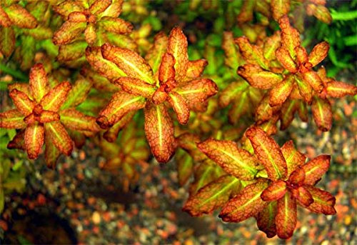 Ludwigia senegalensis / Ludwigia sp. 'Guinea' - In-Vitro