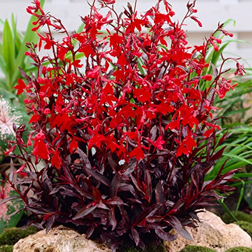 Bloomique - Lot de 6 - Lobelia Queen Victoria - Lobélie cardinalis - Lobélie écarlate - Rouge - Plantes de bassin - Plantes aquatiques - Rustique - Hauteur 20-30 cm - Pot 9 cm