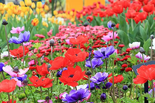 Anemone De Caen Mixed Spring Summer Flowering Corms Hardy Perennial Bulbs X25 Bulbs