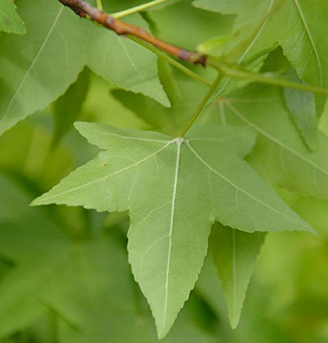 Amerikanischer Amberbaum 80-100cm - Liquidambar styraciflua - Gartenpflanze