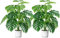 Sour Lemon 28 2 Pack Fake Plants Large Tropical Palm Tree Artificial Monstera Faux Plant Tree in Pot for Indoor Outdoor Home Office Garden Decoration