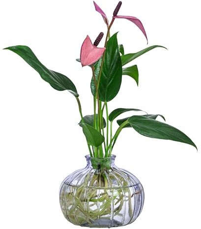 Dehner Waterplant Flamingoblume, Anthurium Zizou Lila, Wasserpflanze im Glas, Ø 10 cm, Höhe 30 cm, Zimmerpflanze