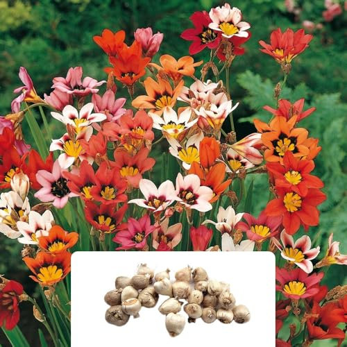 25 Sparaxis Tricolour Mixed Bulbs – Vibrant Harlequin Flowers – Summer-Flowering Perennials – Cultivated for UK Climate Conditions