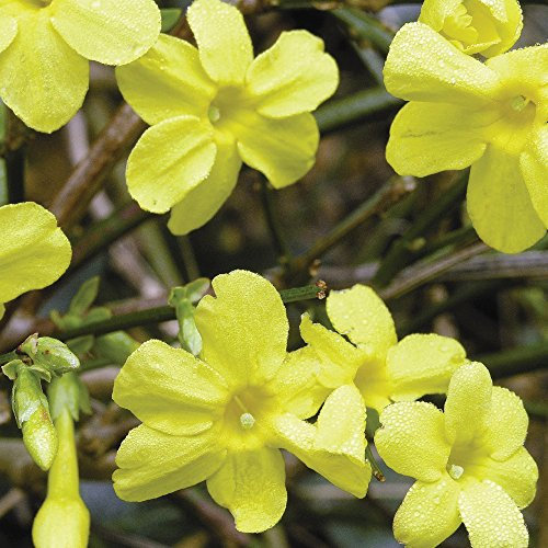 Scented Plant Jasminum Hardy Shrub, Evergreen Foliage, Easy to Grow, Winter Colour, Climber, 2 x 9cm Jasminum Nudiflorum Potted by Thompson and Morgan
