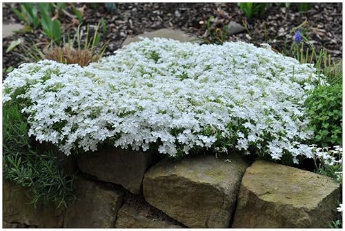 1 x Phlox subulata 'White Delight' (Winterhart/Staude/Bodendecker/Mehrjährig/Stauden/Immergrün) Weißer Polster-Phlox - Weißer Blütentraum für sonnige Plätze - Trittfest - von Stauden Gänge