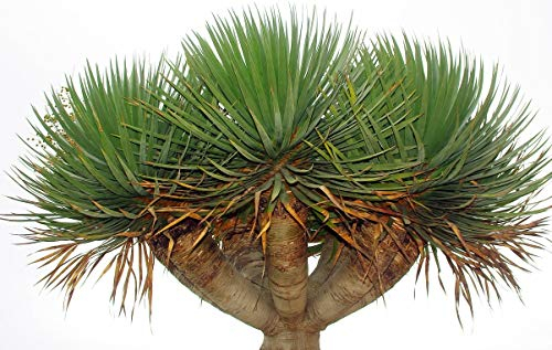 10Stück drachenbaum pflanze samen winterfeste pflanzen für balkon garten pflanztöpfe balkonpflanzen winterhart grünpflanzen zimmerpflanzen plants deko pflanzenkübel bonsai topf