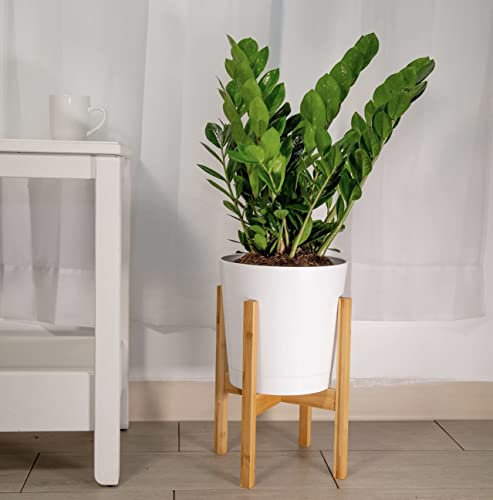 ZZ Plant - Zamioculcas Zamiifolia Plant - houseplant - Indoor Plant for Home and Office Decor Interior in 12cm Pot