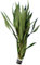1 Bund Hygrophylla Salicifolia, weidenblättriger Wasserfreund, Aquarium-Pflanzen