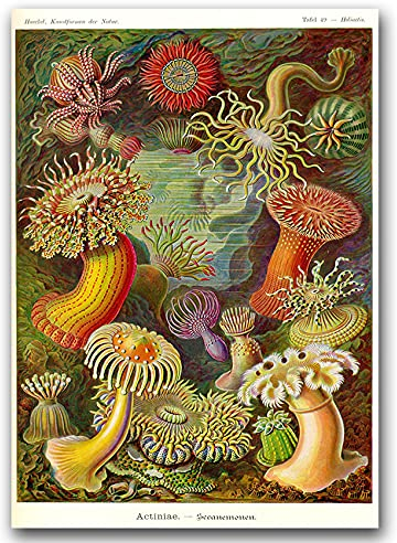 Vintage Posteria Poster Anschlag Bild Bilder 60x85 cm Wandbilder Schlafzimmer Vintage Deko Ohne Rahmen WandKunst Posters Moderne Zimmer Wand Kunst - Actiniae Haeckel Ernst.