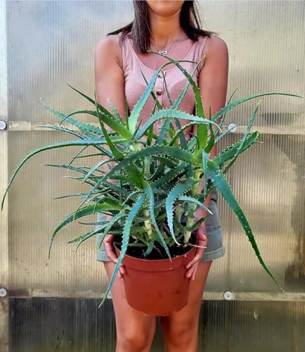 POWERS TO FLOWERS - ALOE ARBORESCENS, VASO 20CM DIAMETRO, PIANTA DI ANNI 6 Pianta vera