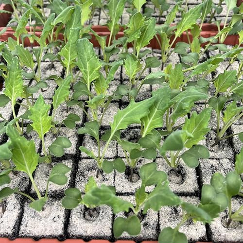 Kohlrabi Jungpflanzen 12er-Set Superschmelz Gemüsepflanzen
